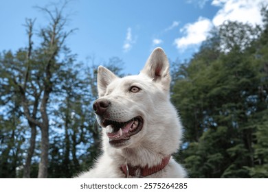 Smiling dog looking to the side in a natural environment with trees and a blue sky