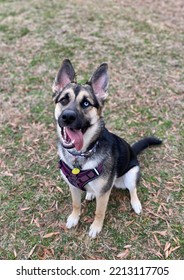 Smiling Dog Outside At The Park