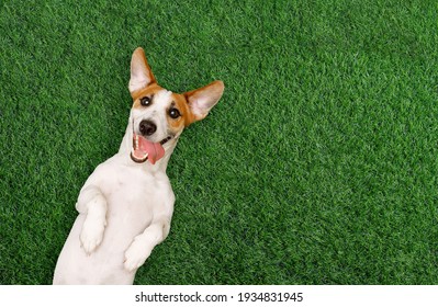 Smiling Dog Put His Tongue Showing White Teeth And Lying On Green Grass. Happy Spring Day. Happiness Concept.