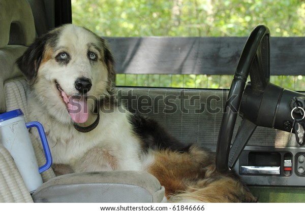 Smiling Dog Sitting in\
Drivers Seat