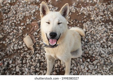 
Smiling Dog Sitting On Gravel