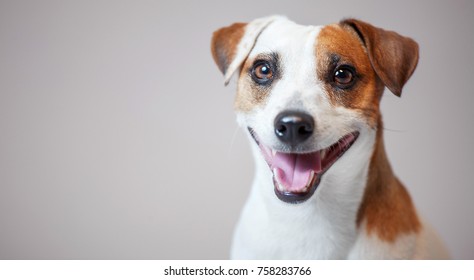 Smiling Dog At Studio. Happy Pet