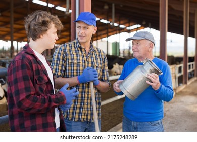 Smiling Elderly Farmer Friendly Chatting With Son And Grandson During Break From Work At Family Dairy Farm, Standing Near Outdoor Stall With Cows