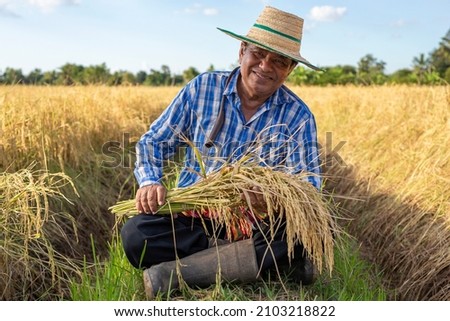 Smiling elderly farmer holding rice plant sitting in rice field. Farmer harvest of the rice field in harvest season. Thailand