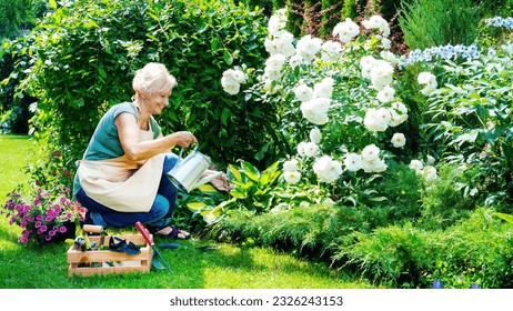 A smiling elderly woman gardener is watering flowers in a mixed border. Free time hobbies for seniors. An elderly lady in an apron is watering roses in a flower bed using a metal watering can. - Powered by Shutterstock