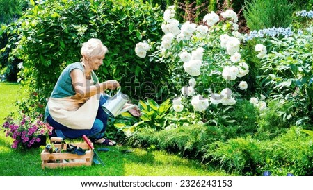 A smiling elderly woman gardener is watering flowers in a mixed border. Free time hobbies for seniors. An elderly lady in an apron is watering roses in a flower bed using a metal watering can.