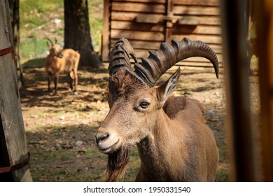 Smiling Expression Of A Brown Male Domestic Goat. Satisfied Animal Face Capra Aegagrus Hircus On A Nice Sunny Day. A Smart And Stubborn Animal.