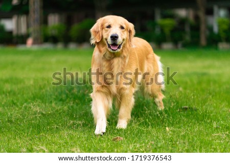 Smiling Face Cute Lovely Adorable Golden Retriever Dog Walking in Fresh Green Grass Lawn in the Park 