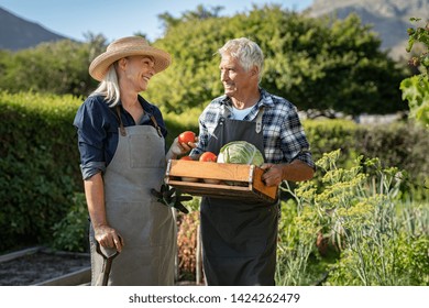 Smiling farmer holding vegetables basket while talking to his wife. Smiling farmers couple wearing apron with vegetables in basket. Senior gardener man and mature woman in conversation after harvest. - Powered by Shutterstock