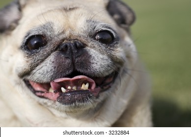 Smiling Fawn Pug
