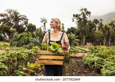 Smiling female farmer gathering fresh vegetables on her farm. Happy young woman holding a box with fresh produce in her vegetable garden. Successful organic farmer harvesting fresh veggies.