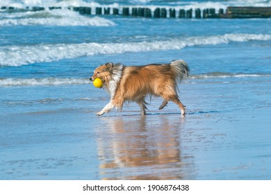 Smiling And Fluffy Sable White Shetland Sheepdog, Sheltie Running Fast With Ball, Dog Toy On The Sea Beach. Smart Little Collie Dog Running Full Speed To The Owner With Yellow Toy On Sunny Day