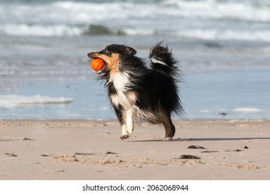 Smiling And Fluffy Sable White Shetland Sheepdog, Sheltie Running Fast With Ball, Dog Toy On The Sea Beach. Smart Little Collie Dog Running Full Speed To The Owner With Yellow Toy On Sunny Day