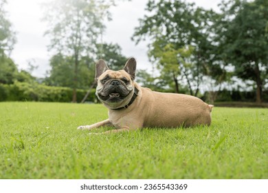 Perro francés sonriente tendido sobre la hierba en el patio trasero.