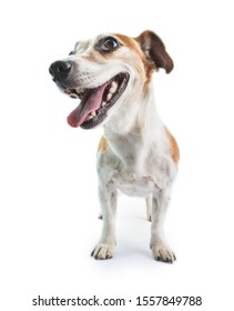 Smiling Friendly Dog Jack Russell Terrier Standing And Looking Side. White Background. Teeth Smile. Tongue Out