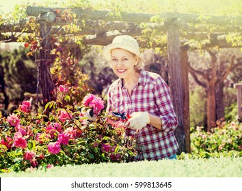 Smiling friendly senior woman trimming a rose-bush in the garden - Powered by Shutterstock