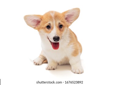 Smiling funny Pembroke Corgi puppy isolated on white background