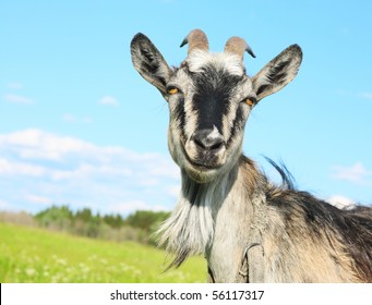 Smiling Goat Over Blue Sky