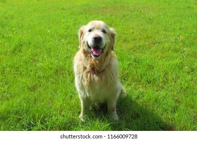 Smiling golden retriever dog - Shutterstock ID 1166009728