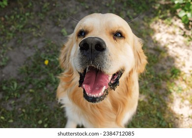 The smiling Golden Retriever Dog looking at camera on green grass background close-up. Portrait of beautiful purebred labrador. Pink tongue view. Domestic Pet outdoors. The Best friend concept. - Powered by Shutterstock