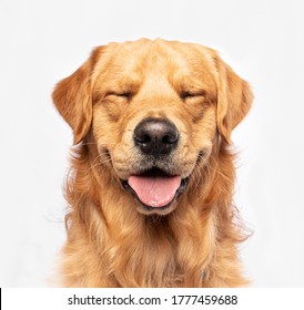 Smiling Golden Retriever Dog that is a Happy Dog - Shutterstock ID 1777459688