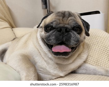 a smiling and grumpy pug