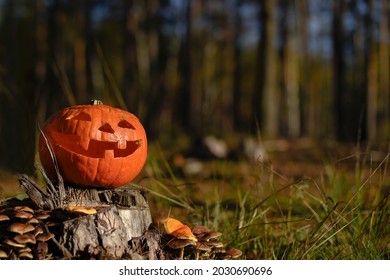 Smiling Halloween pumpkin head on a stump in front of twilight pine forest background. Celebration theme, text space.