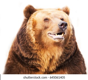 Download Bear Eyes Images, Stock Photos & Vectors | Shutterstock