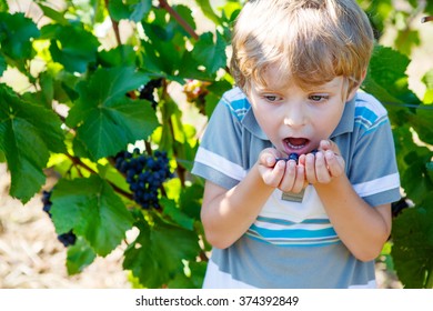 Smiling Happy Blond Kid Boy With Ripe Blue Grapes On Grapevine Background. Child Eating Fresh Fruits.