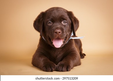 Smiling happy Chocolate labrador retriever puppy lying on tan background studio photo