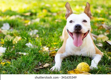 Smiling Happy Dog