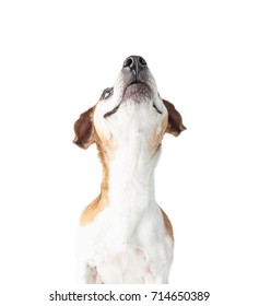 Smiling Happy Dog Looking Up. Close Up Pet Face Portrait. White Background