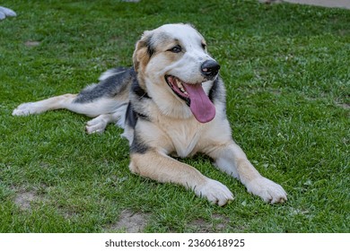 smiling happy dog lying in gras - Shutterstock ID 2360618925