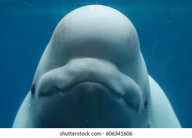 Smiling Happy Face Beluga Whale Under Stock Photo (Edit Now) 606341606