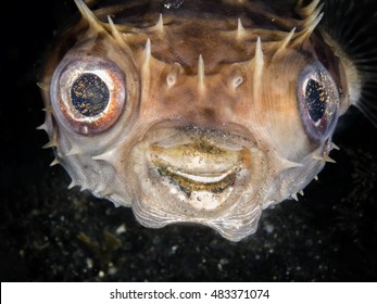 A Smiling Happy Porcupine Fish