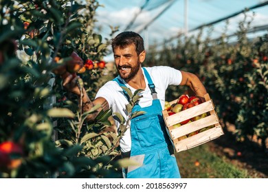 Smiling happy young man working in orchard and holding crate full of apples .