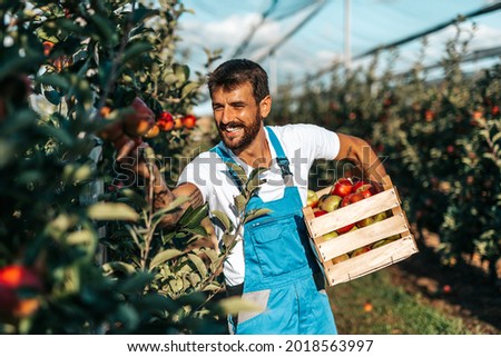 Smiling happy young man working in orchard and holding crate full of apples .