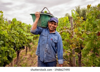 smiling hardworking man holding a crate of grapes over his shoulder - Powered by Shutterstock