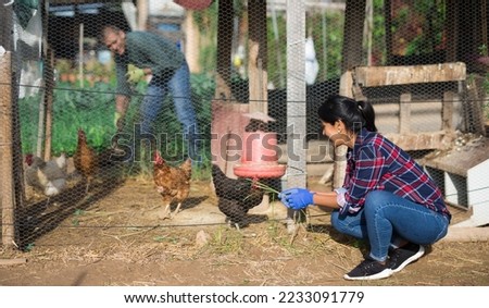 Smiling hispanic woman feeding domestic chickens in poultry aviary in her smallholding on sunny spring day