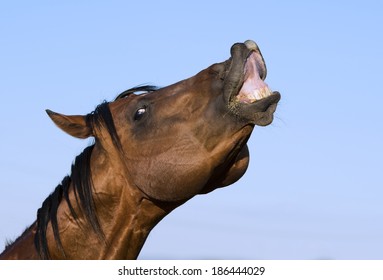 Smiling Horse