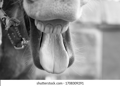 
SMILING HORSE, DOMA WITHOUT VIOLENCE IN THE FIELD. - Powered by Shutterstock