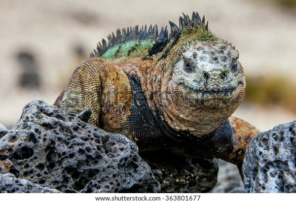 Smiling Iguana Marine Iguana On Black Stock Photo 363801677 | Shutterstock