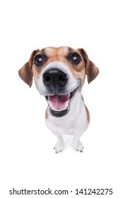 Smiling Jack Russel Terrier Dog. Pleased Dog With Big Nose On White Background. Studio Shot.