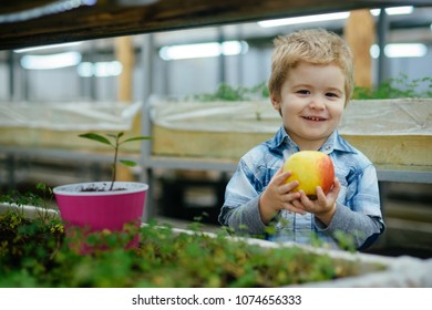 Smiling kid in blue shirt holding yellow apple in his hands. Vitamins, health and growing up concept. Cute blond boy standing behind box with plants.