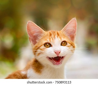 Smiling kitten with wonderful eyes miaows with mouth open 