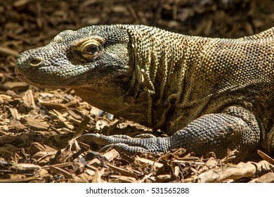 smiling-komodo-dragon-260nw-531565288.jpg