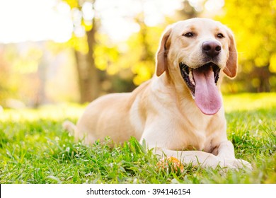 Cão labrador sorridente