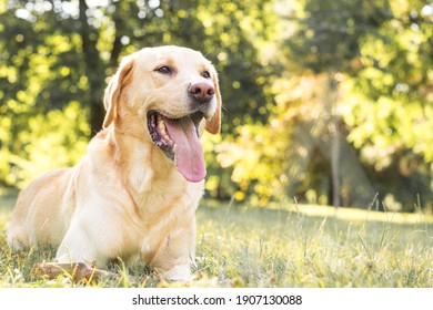 Perro labrador sonriente en el parque de la ciudad 