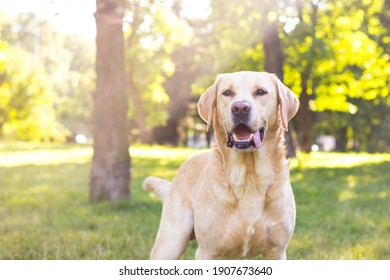 Smiling labrador dog in the city park portrait. Smiling and looking up, looking away - Shutterstock ID 1907673640