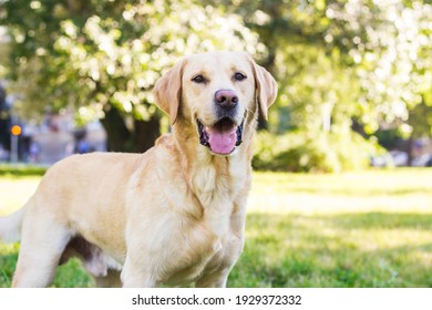 El perro labrador sonriente en el retrato del parque de la ciudad. Sonriendo y mirando hacia arriba, mirando lejos